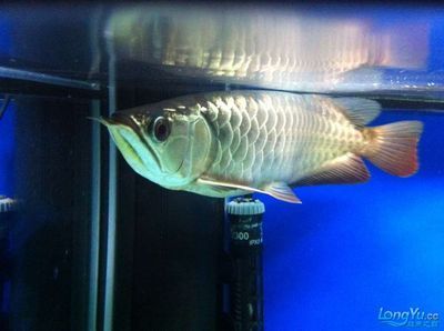 古典龍魚跟藍底龍魚的區(qū)別是什么意思：古典龍魚跟藍底龍魚的區(qū)別是什么