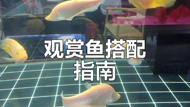 金龍魚混養需要哪些注意事項？