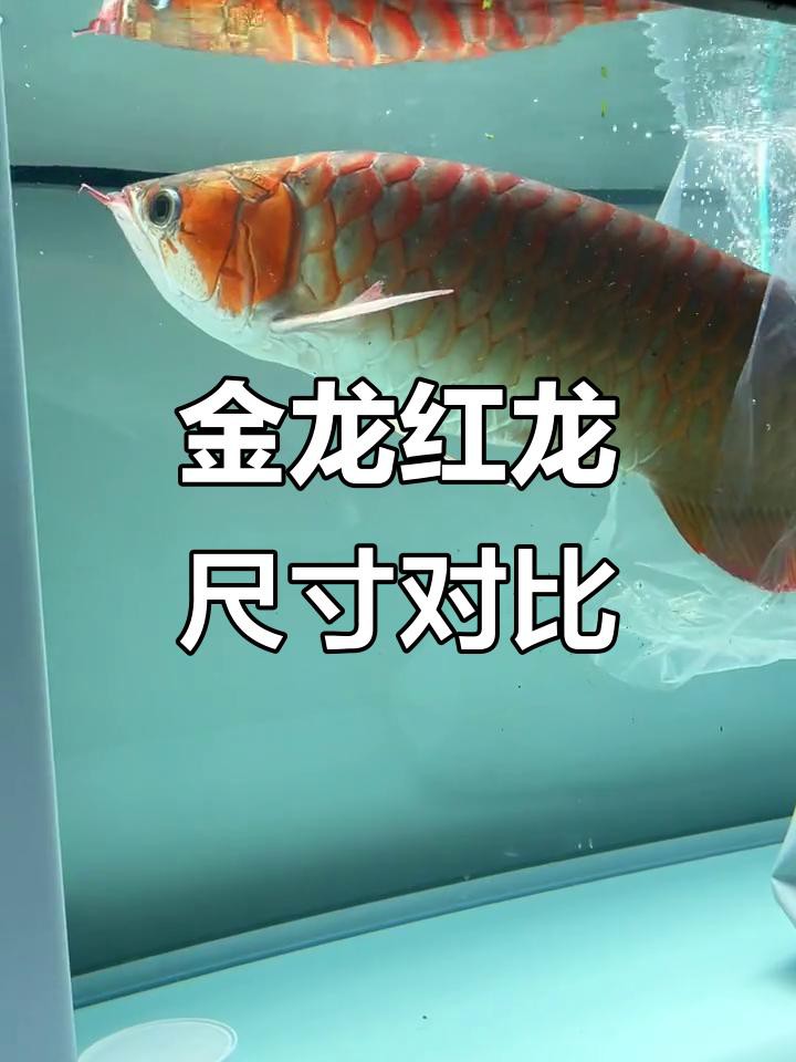 如何挑選新鮮的大豐收龍魚？