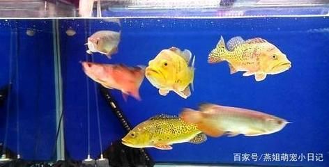 龍魚混養喂食問題有哪些：龍魚混養喂食問題包括以下幾個方面：龍魚混養喂食技巧