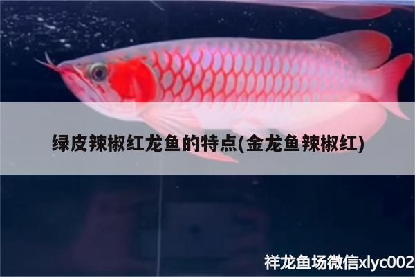 辣椒紅龍魚的選購指南：辣椒紅龍魚的選購指南：辣椒紅龍魚的選購指南