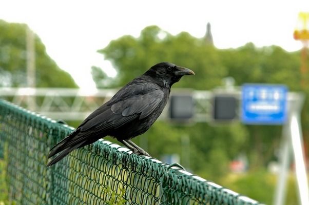 辣椒紅龍魚的選購指南：辣椒紅龍魚的選購指南：辣椒紅龍魚的選購指南