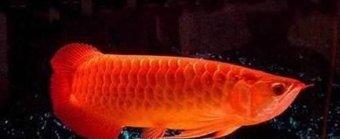 金龍魚變紅色了：寵物知識:金魚變紅是什么原因360問答