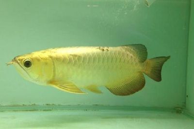 龍魚總是往下游怎么回事：龍魚總是往下游可能由多種因素引起龍魚游向下游的原因