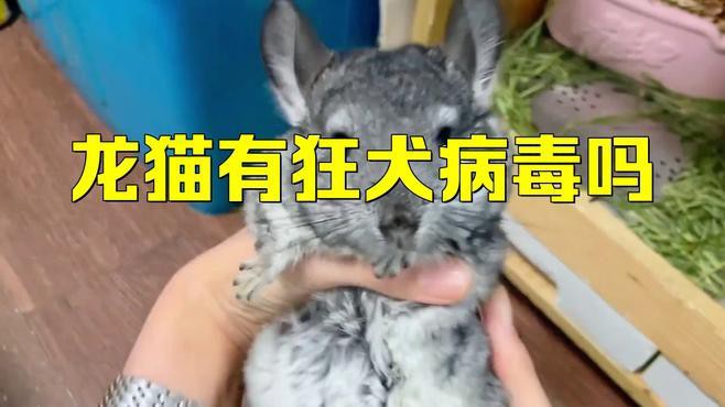 如何護理被龍貓咬傷的傷口？ 如何護理被龍貓咬傷的傷口？ 龍魚百科 第4張