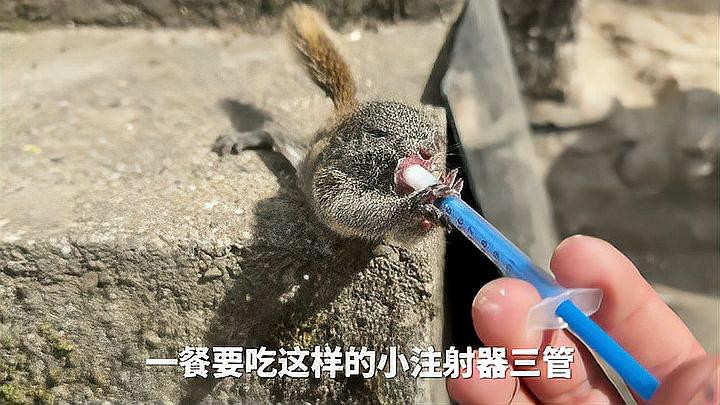 如何護理被龍貓咬傷的傷口？ 如何護理被龍貓咬傷的傷口？ 龍魚百科 第3張