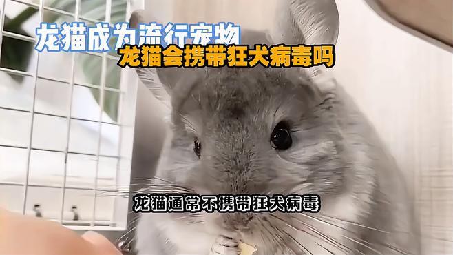 如何護理被龍貓咬傷的傷口？ 如何護理被龍貓咬傷的傷口？ 龍魚百科 第1張