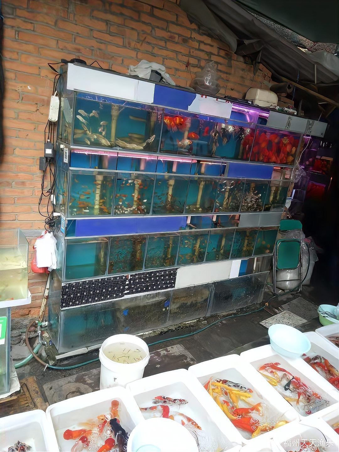 福州龍魚專賣店
