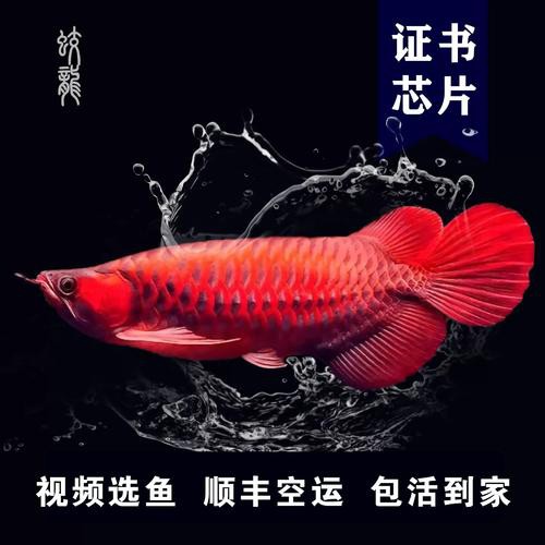 紅龍魚品種排行圖