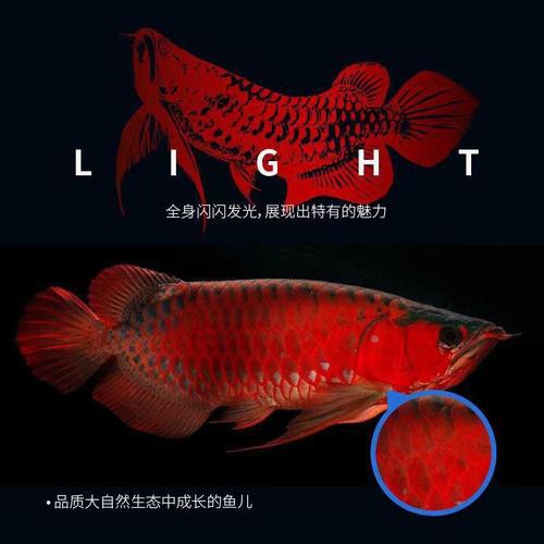 紅龍魚品種排行圖