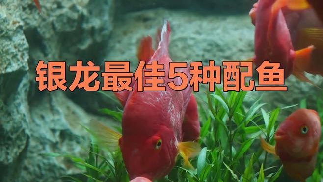 銀龍魚和鸚鵡混養(yǎng)