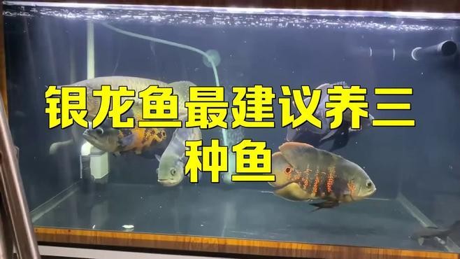 銀龍魚和鸚鵡混養(yǎng)