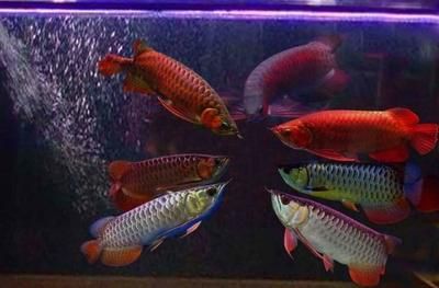 極品龍魚價格多少錢一條啊（極品龍魚價格）