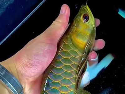 極品龍魚價格多少錢一條啊（極品龍魚價格）
