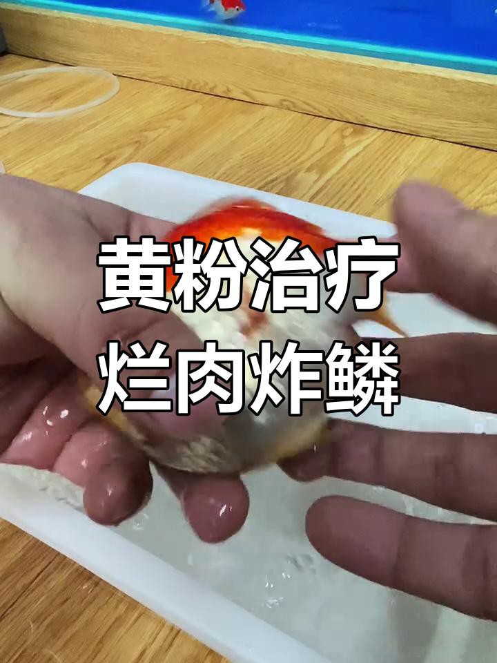 龍魚魚鱗潰爛如何治療？
