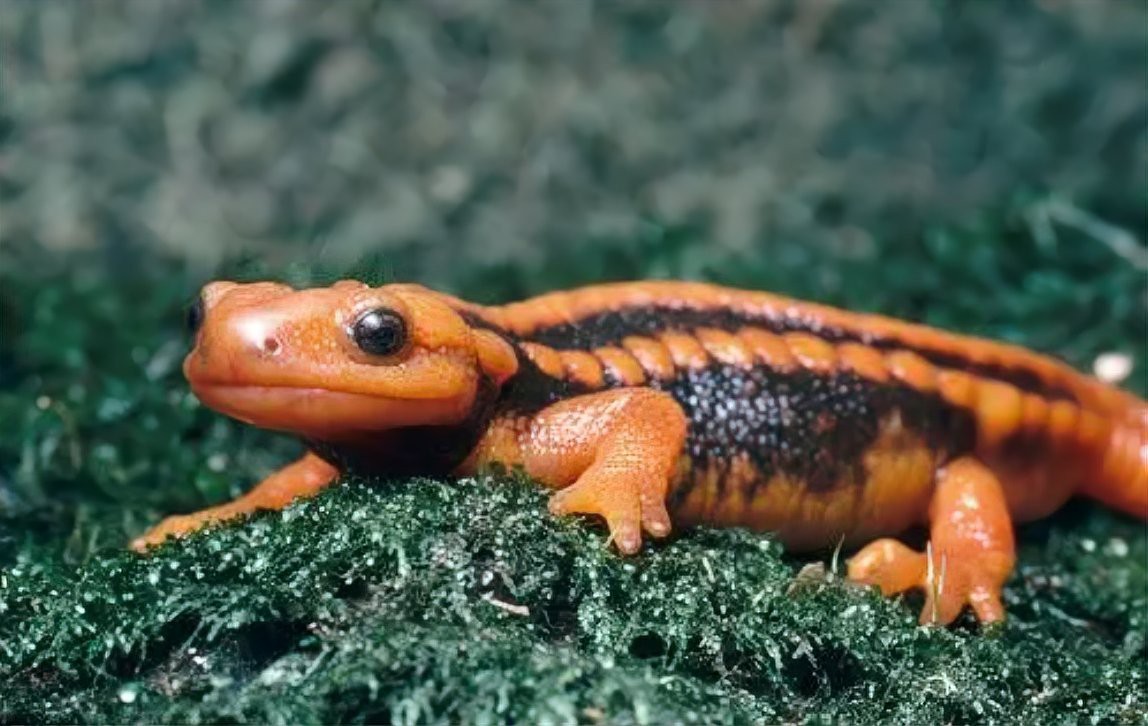 印度尼西亞金龍魚魚場：印度尼西亞金龍魚，水族界的璀璨明珠