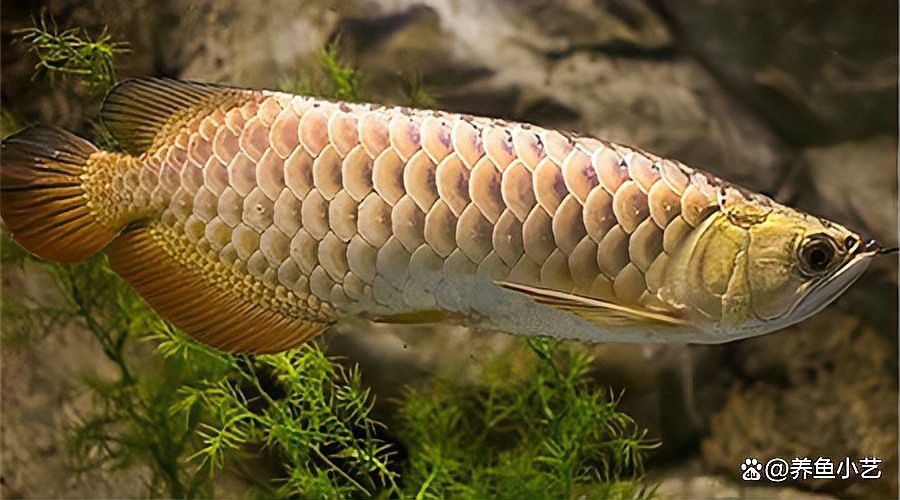 如何判斷龍魚是否適應新水質？