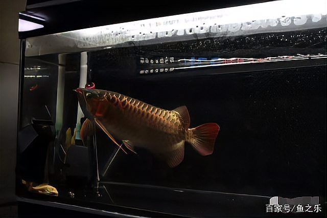 如何判斷龍魚是否適應新水質？