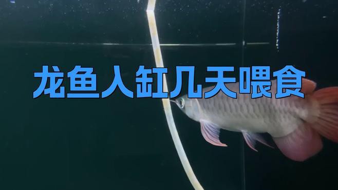 如何判斷龍魚是否適應新水質？