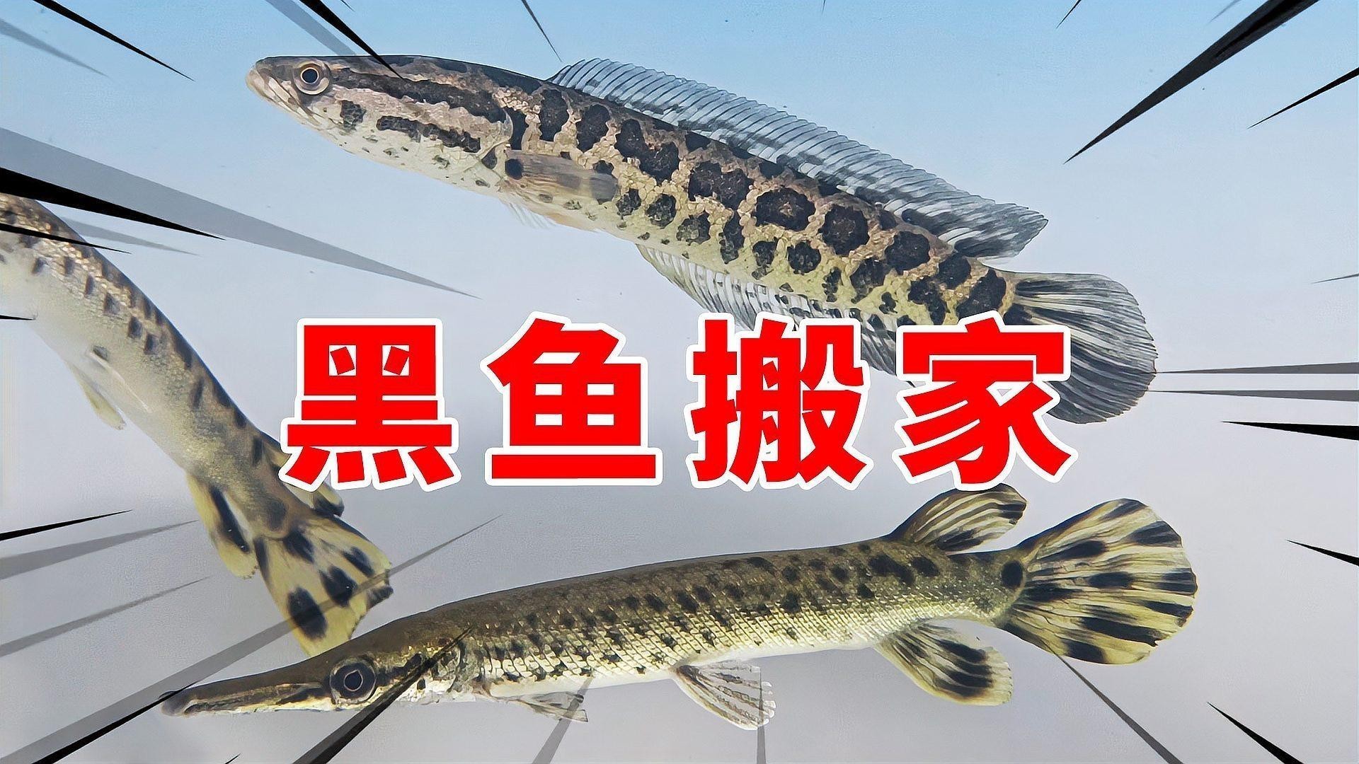 黑魚 魚缸 龍魚怎么養活