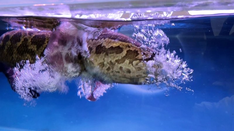 黑魚 魚缸 龍魚怎么養活