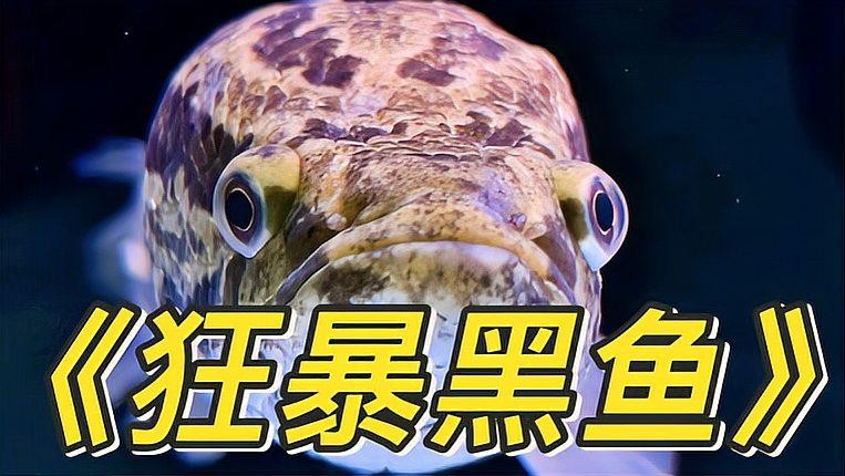 黑魚 魚缸 龍魚怎么養活