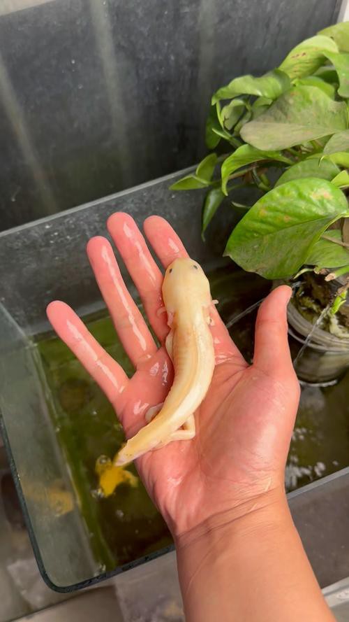 野生六角恐龍魚圖片