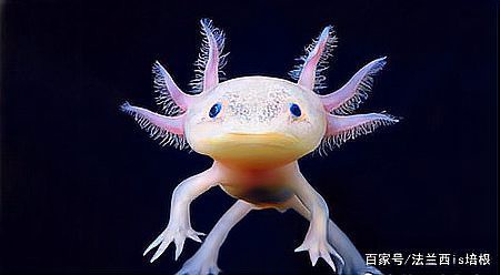 野生六角恐龍魚圖片