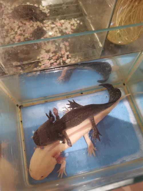 野生六角恐龍魚圖片