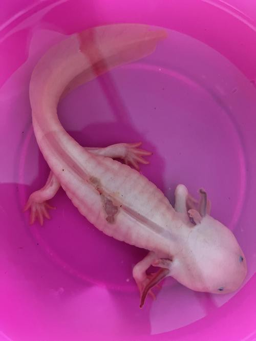 野生六角恐龍魚圖片
