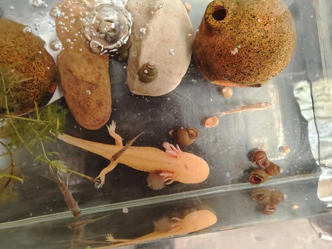 野生六角恐龍魚圖片