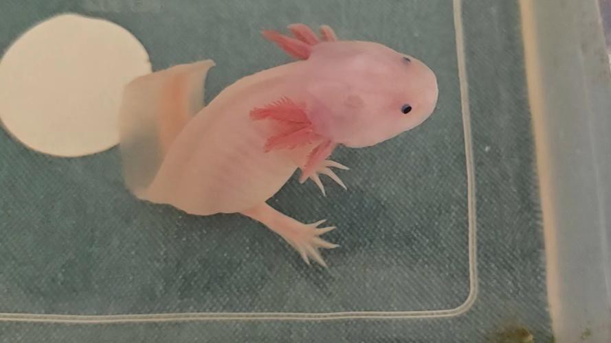 野生六角恐龍魚圖片