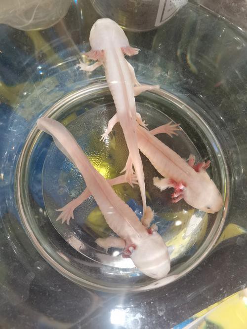 野生六角恐龍魚圖片