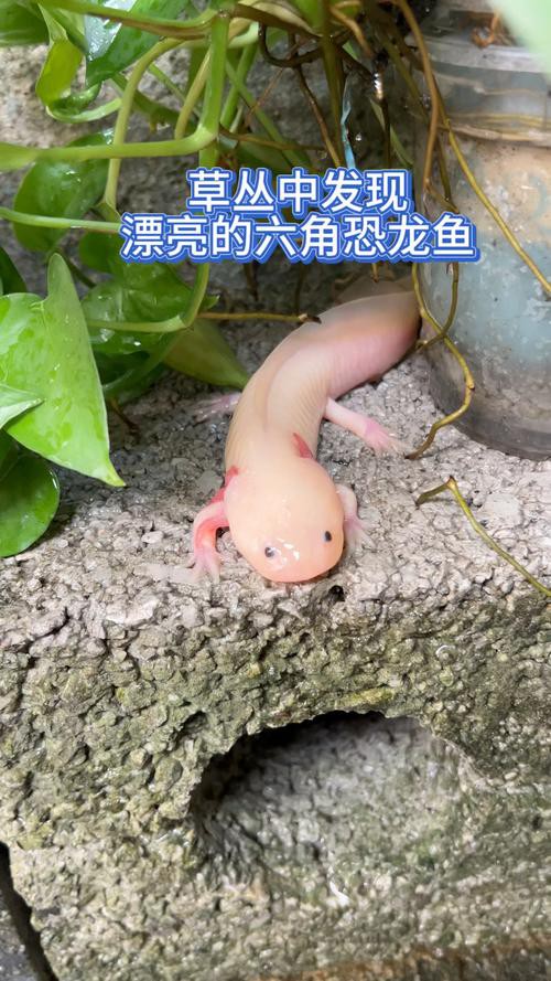 野生六角恐龍魚圖片