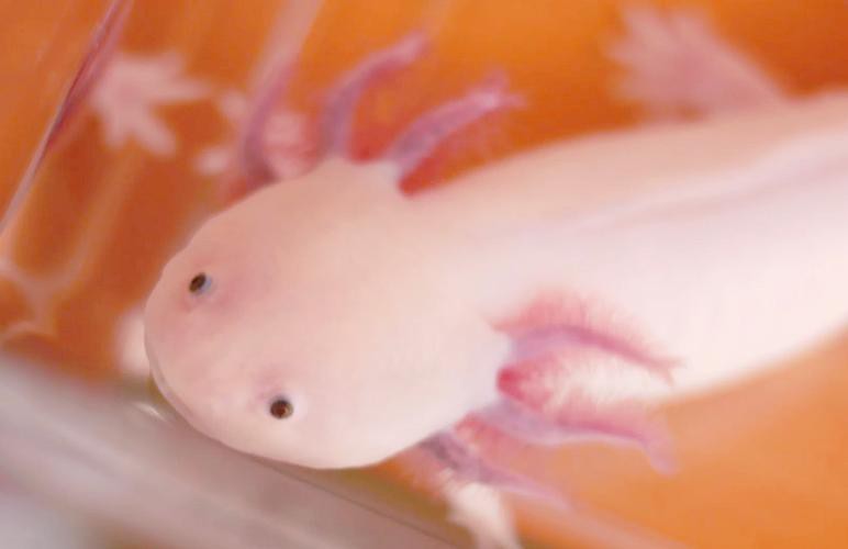 野生六角恐龍魚圖片