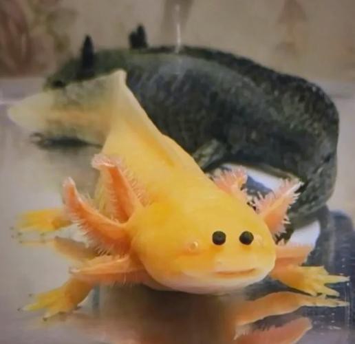 野生六角恐龍魚圖片