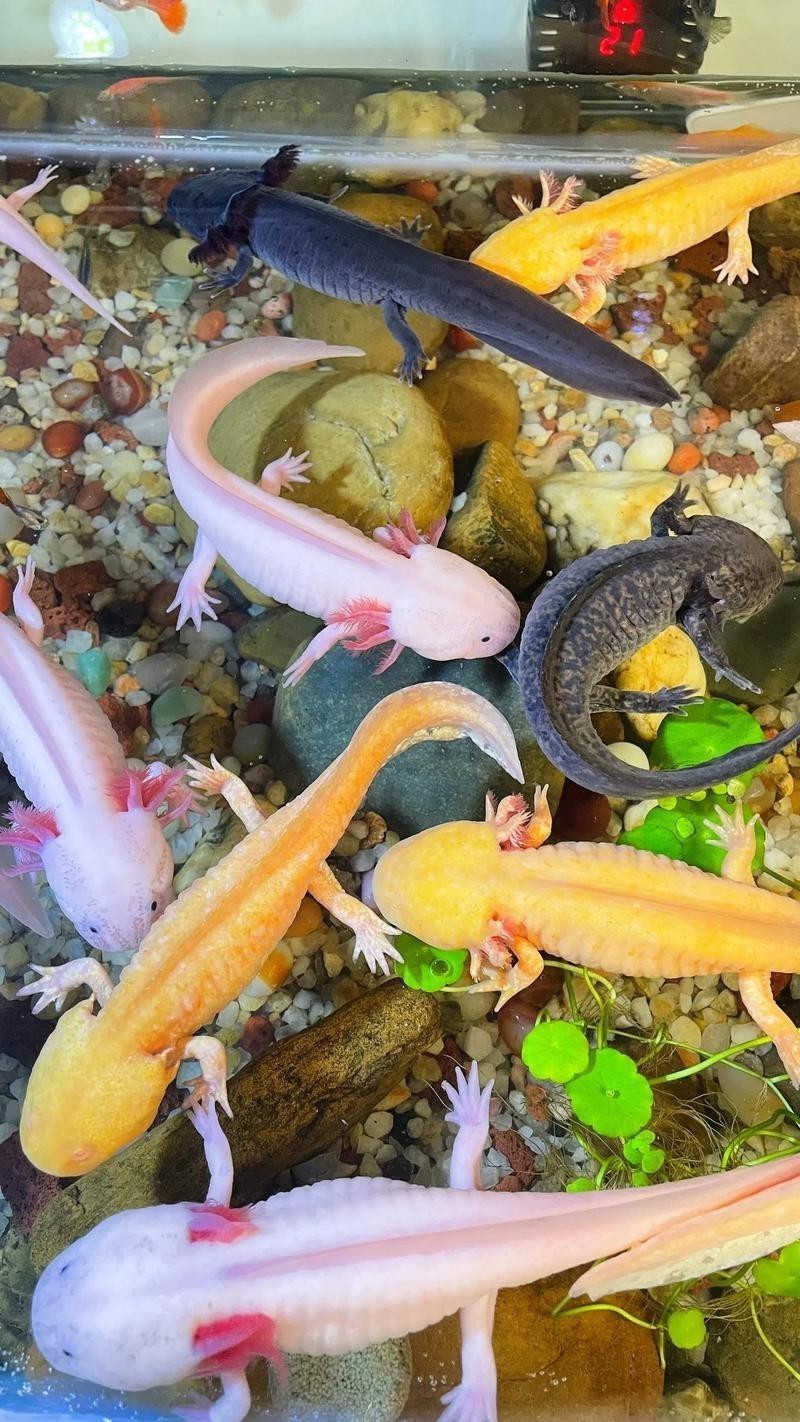 野生六角恐龍魚圖片