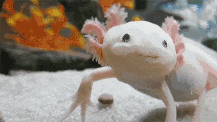 野生六角恐龍魚圖片