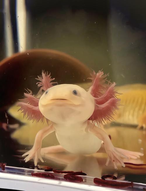 野生六角恐龍魚圖片