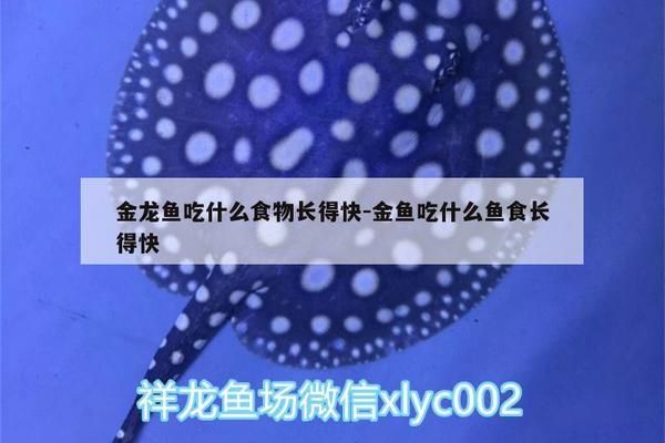 金龍魚喂什么食物長得快（金龍魚專用飼料品牌推薦）