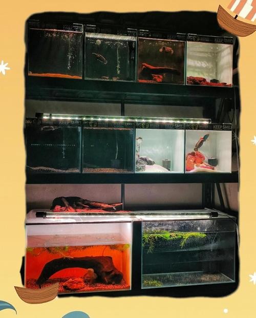 雷龍魚可以和虎魚一起養嗎圖片 雷龍魚可以和虎魚一起養嗎圖片 龍魚百科 第22張