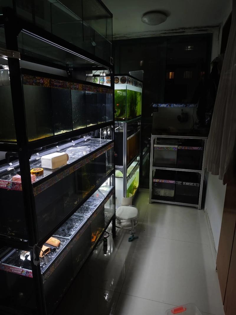雷龍魚可以和虎魚一起養嗎圖片 雷龍魚可以和虎魚一起養嗎圖片 龍魚百科 第17張