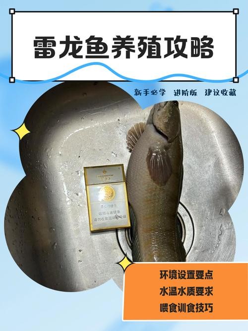 雷龍魚可以和虎魚一起養嗎圖片 雷龍魚可以和虎魚一起養嗎圖片 龍魚百科 第43張