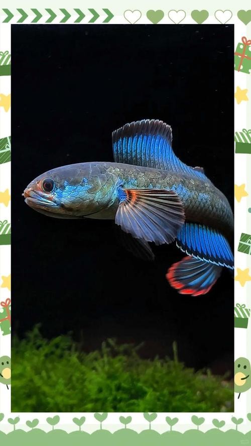 雷龍魚可以和虎魚一起養嗎圖片 雷龍魚可以和虎魚一起養嗎圖片 龍魚百科 第37張