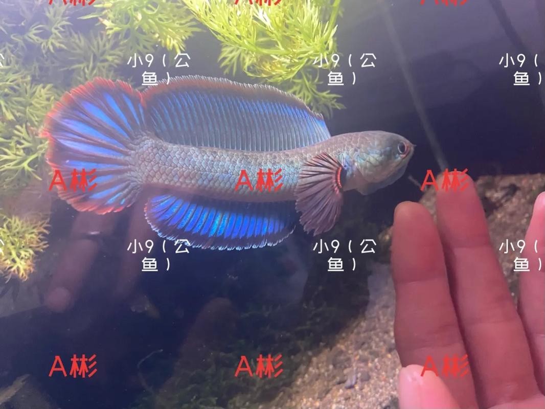 雷龍魚可以和虎魚一起養嗎圖片 雷龍魚可以和虎魚一起養嗎圖片 龍魚百科 第42張
