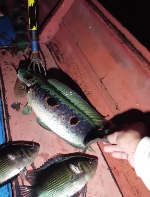 雷龍魚可以和虎魚一起養嗎圖片 雷龍魚可以和虎魚一起養嗎圖片 龍魚百科 第24張