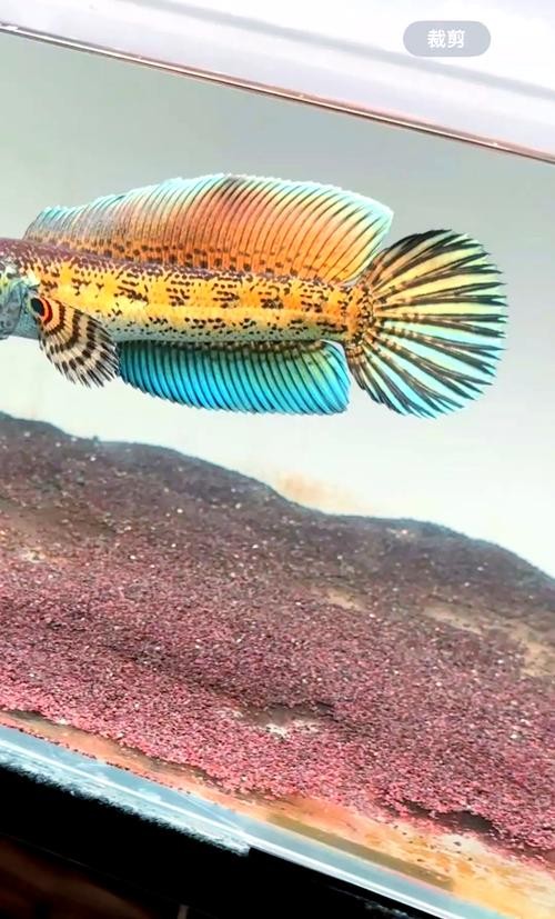 雷龍魚可以和虎魚一起養嗎圖片 雷龍魚可以和虎魚一起養嗎圖片 龍魚百科 第40張