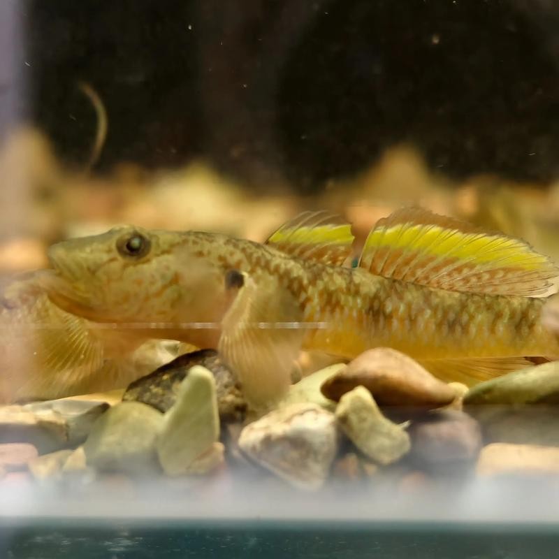 雷龍魚可以和虎魚一起養嗎圖片 雷龍魚可以和虎魚一起養嗎圖片 龍魚百科 第30張