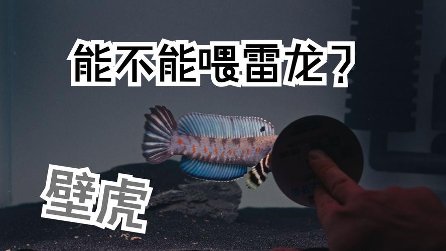 雷龍魚可以和虎魚一起養嗎圖片 雷龍魚可以和虎魚一起養嗎圖片 龍魚百科 第38張