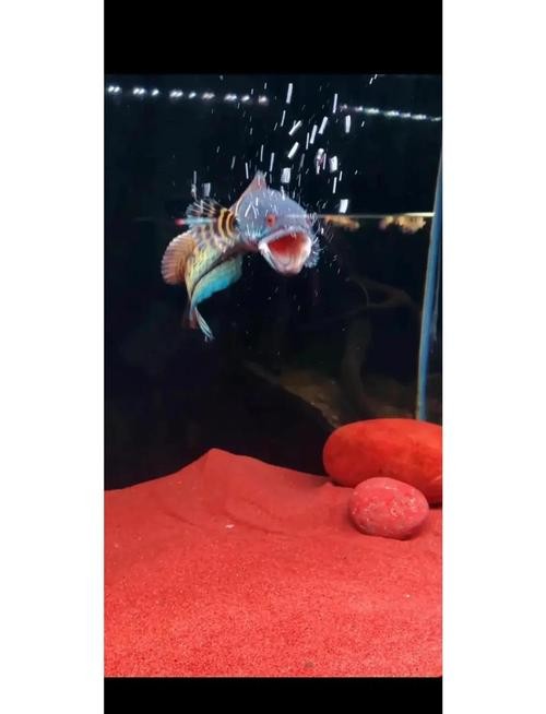 雷龍魚可以和虎魚一起養嗎圖片 雷龍魚可以和虎魚一起養嗎圖片 龍魚百科 第35張